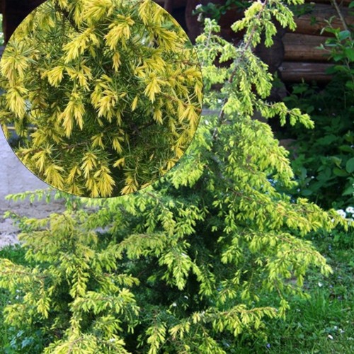 Juniperus communis 'Schneverdinger Goldmachangel' - Harilik kadakas 'Schneverdinger Goldmachangel' C2/2L